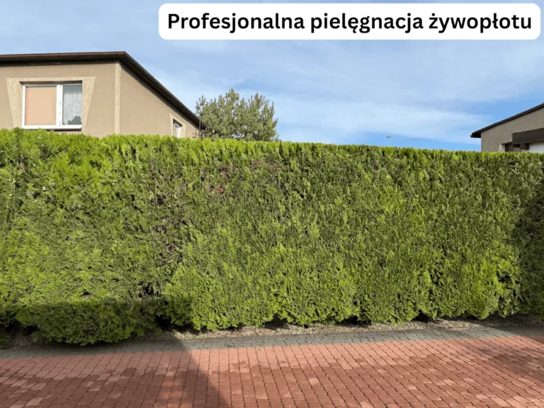 Równo przycięty żywopłot z tui, pielęgnacja żywopłotu